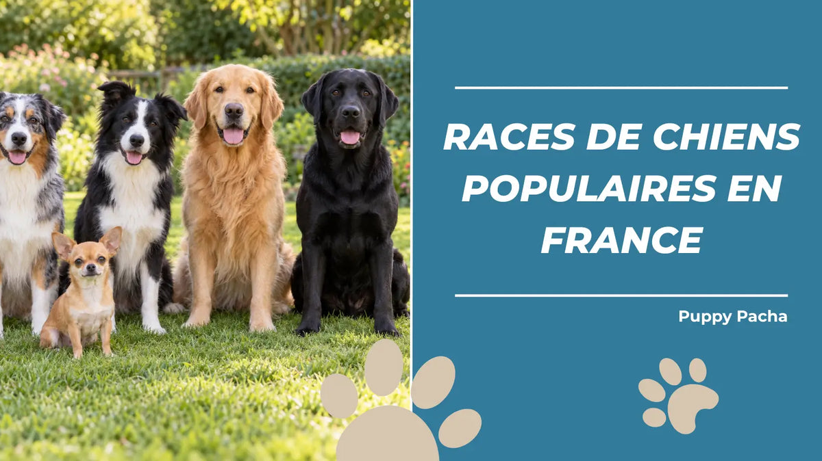 Chien Populaire en France : 5 Races Plébiscitées par les Français