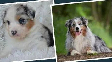 Le Berger Australien - Puppy Pacha