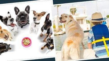 Les 12 meilleurs chiens de compagnie - Puppy Pacha