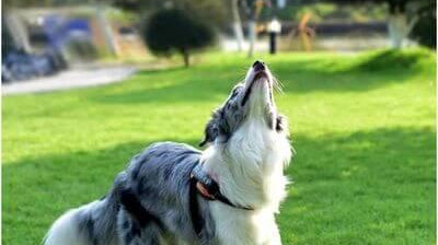 Quel jouet pour chien ? - Puppy Pacha