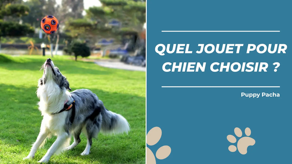 Quel jouet pour chien choisir ? Conseils et sélection pour son épanouissement