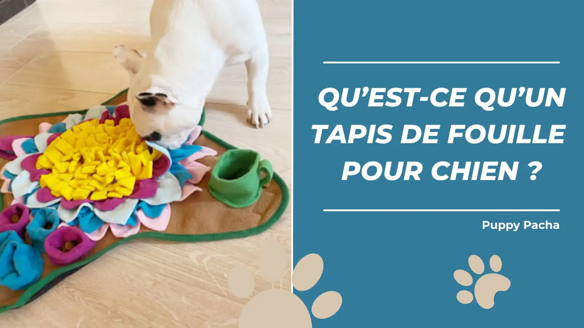 Tapis de Fouille Chien : Le Guide Complet pour son Bien-être