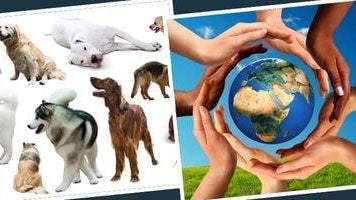 Top 5 des Chiens les plus Populaires au Monde - Puppy Pacha