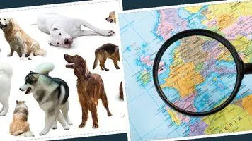 Top 5 des Chiens les Plus Populaires en France - Puppy Pacha