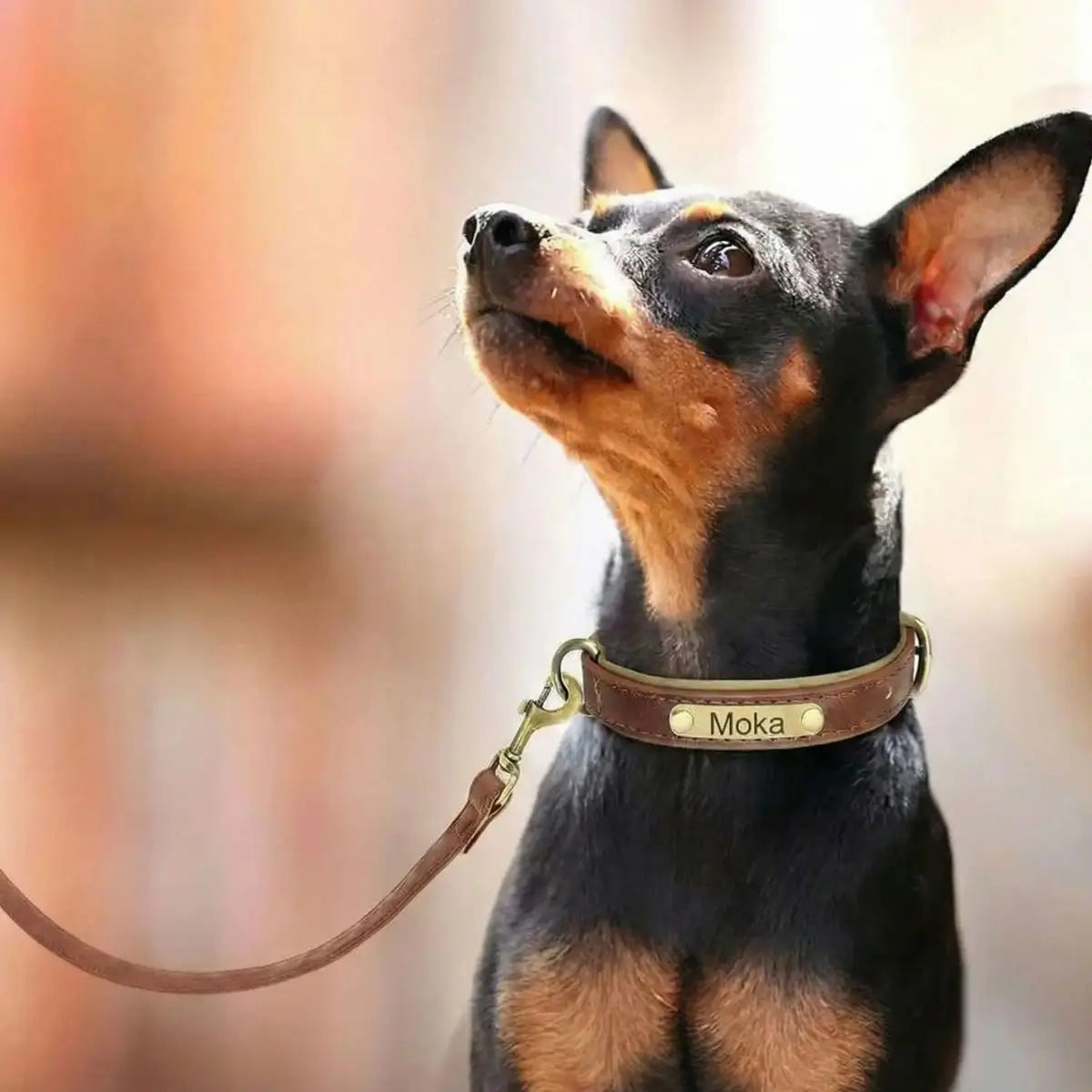 Collier Chien Personnalisé