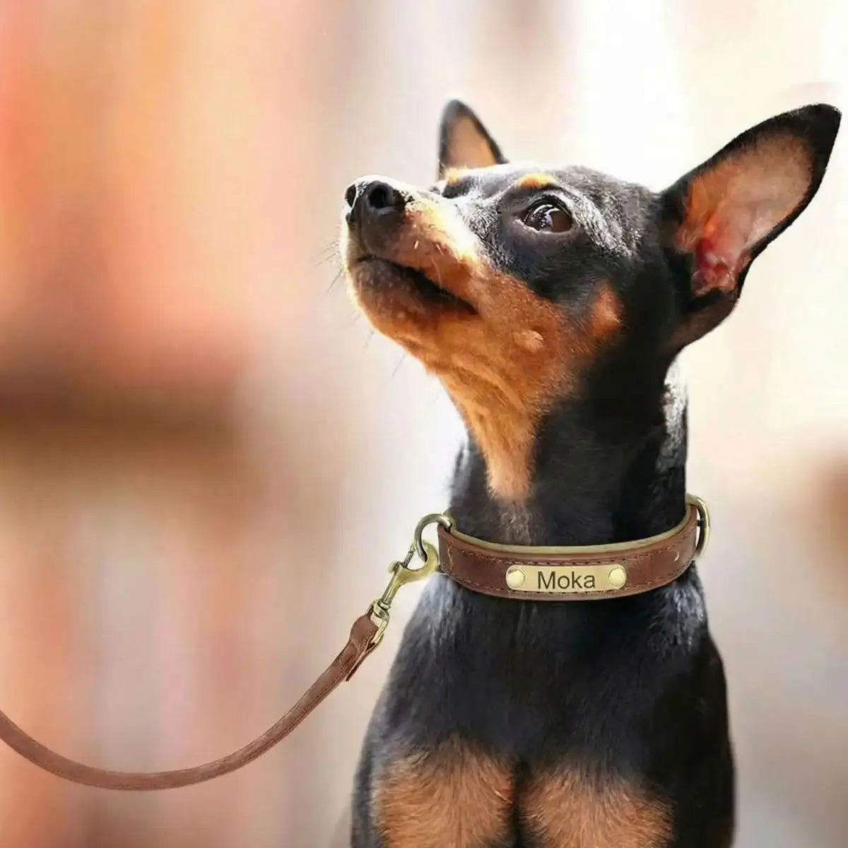 Collier Chien Personnalisé