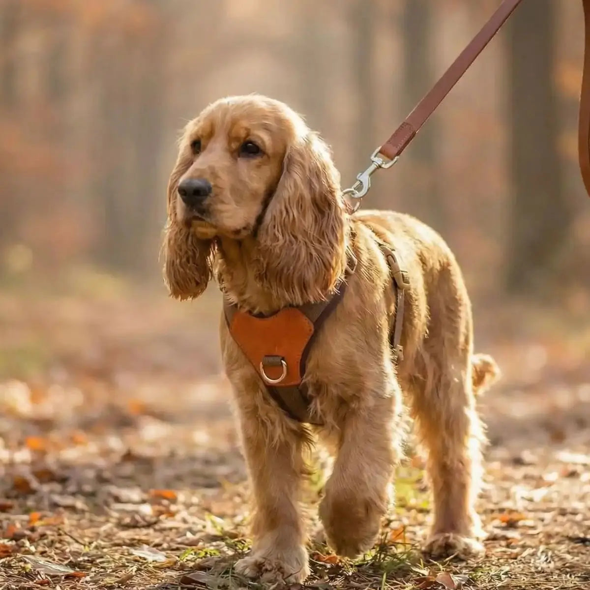 Harnais Chien - Puppy Pacha