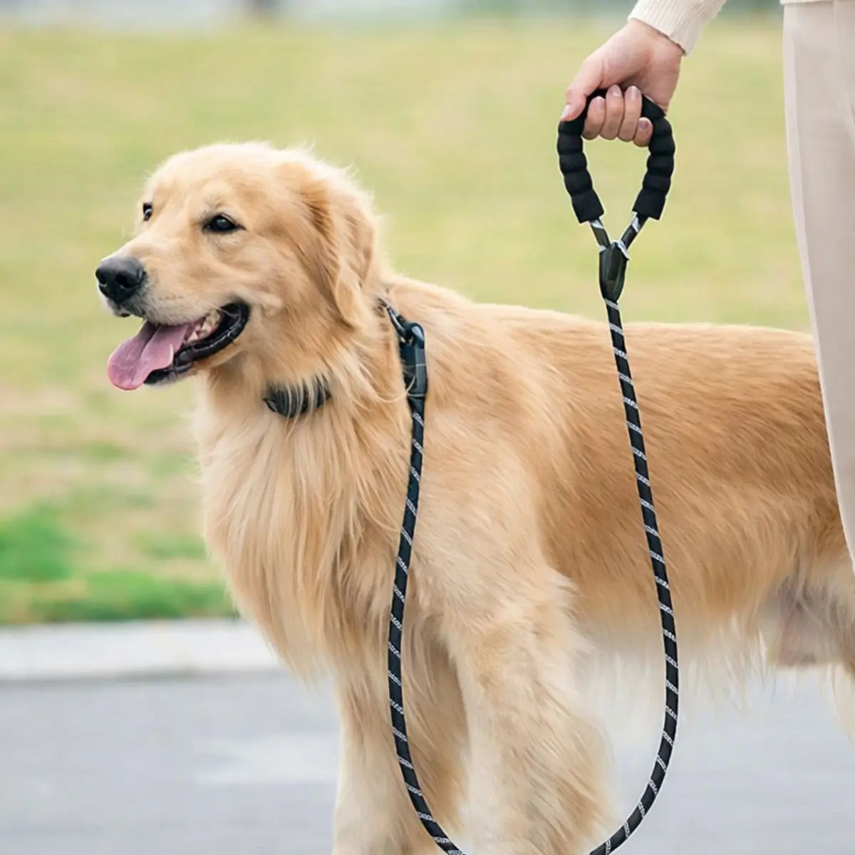 Laisse pour Chien - Puppy Pacha