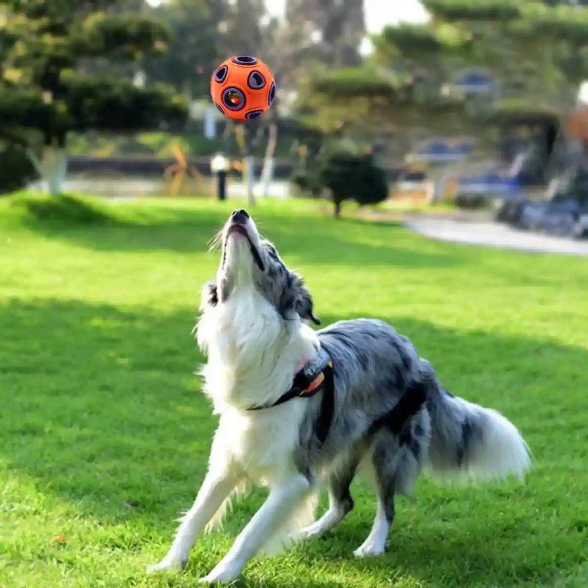 Chien jouant dehors avec balle pour chien