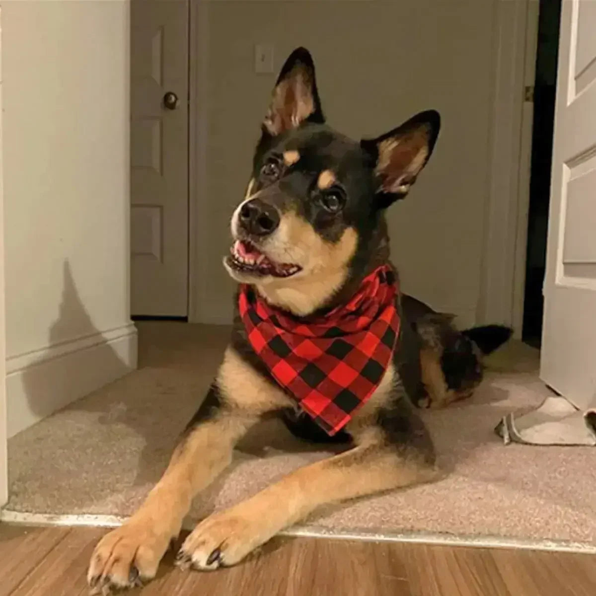 Bandana chien rouge à carreaux porté par un chien de type berger.