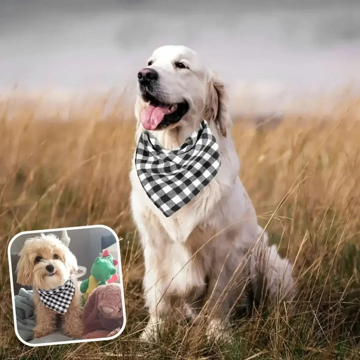 Golden Retriever avec le bandana pour chien noir et blanc.