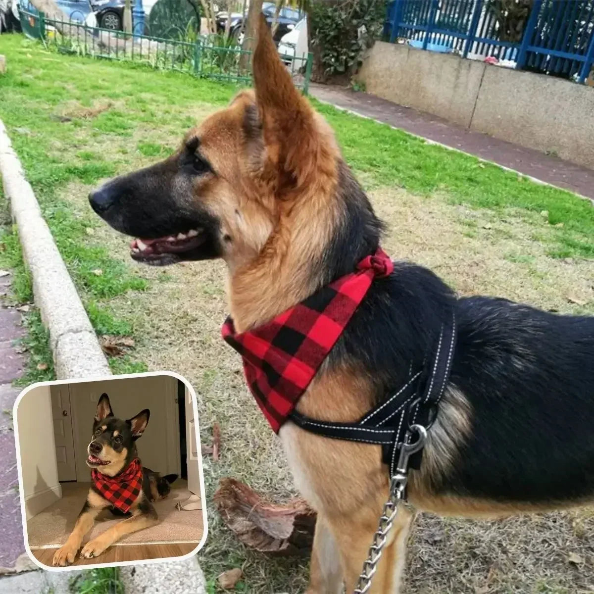 Chien avec le bandana pour chien rouge écossais en promenade.