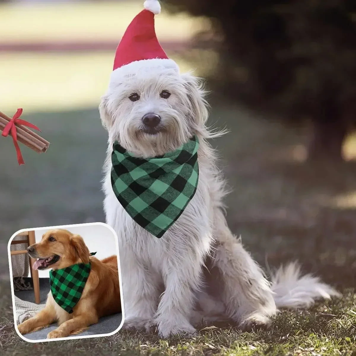 Chien avec bandana chien vert et bonnet de Noël en extérieur.