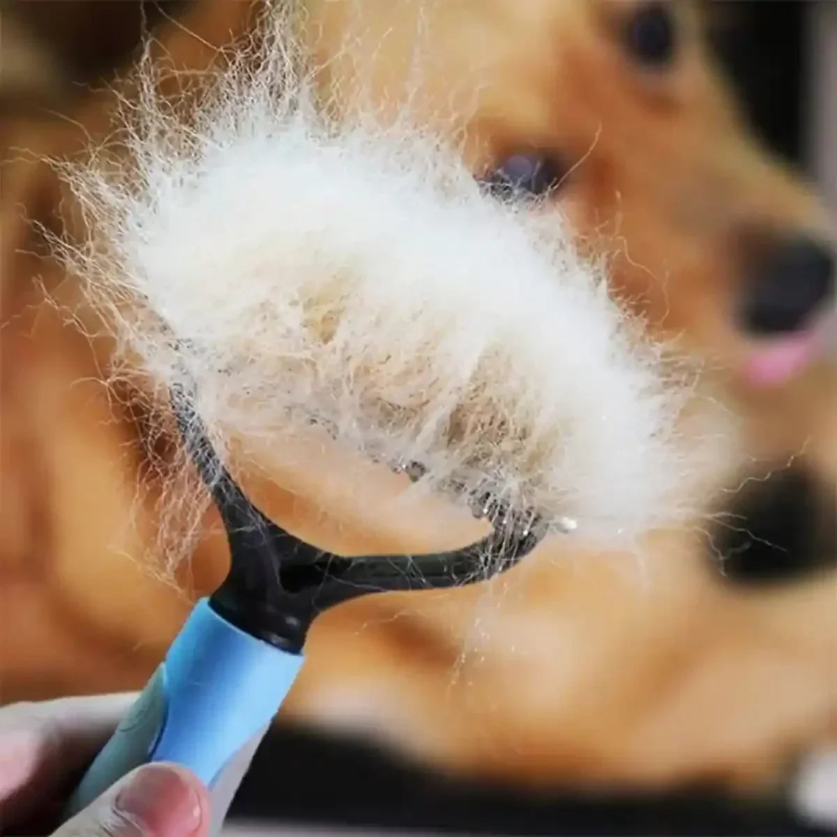 Brosse chien poil long retirant efficacement les poils morts.