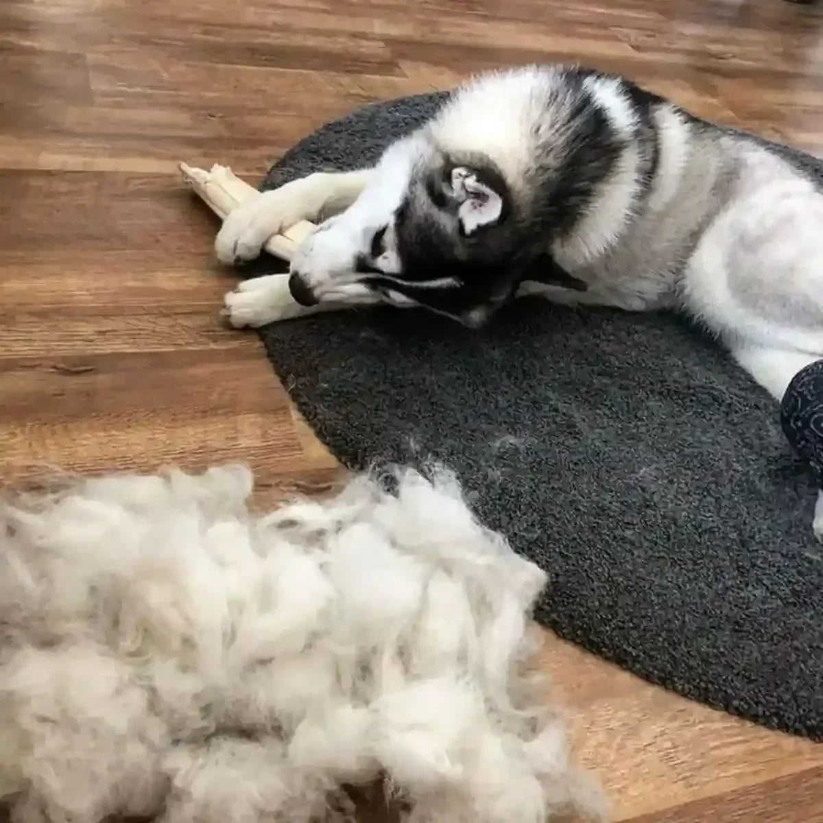 Résultat du démêlage avec la brosse pour chien à poils longs avec un important tas de poils retirés.