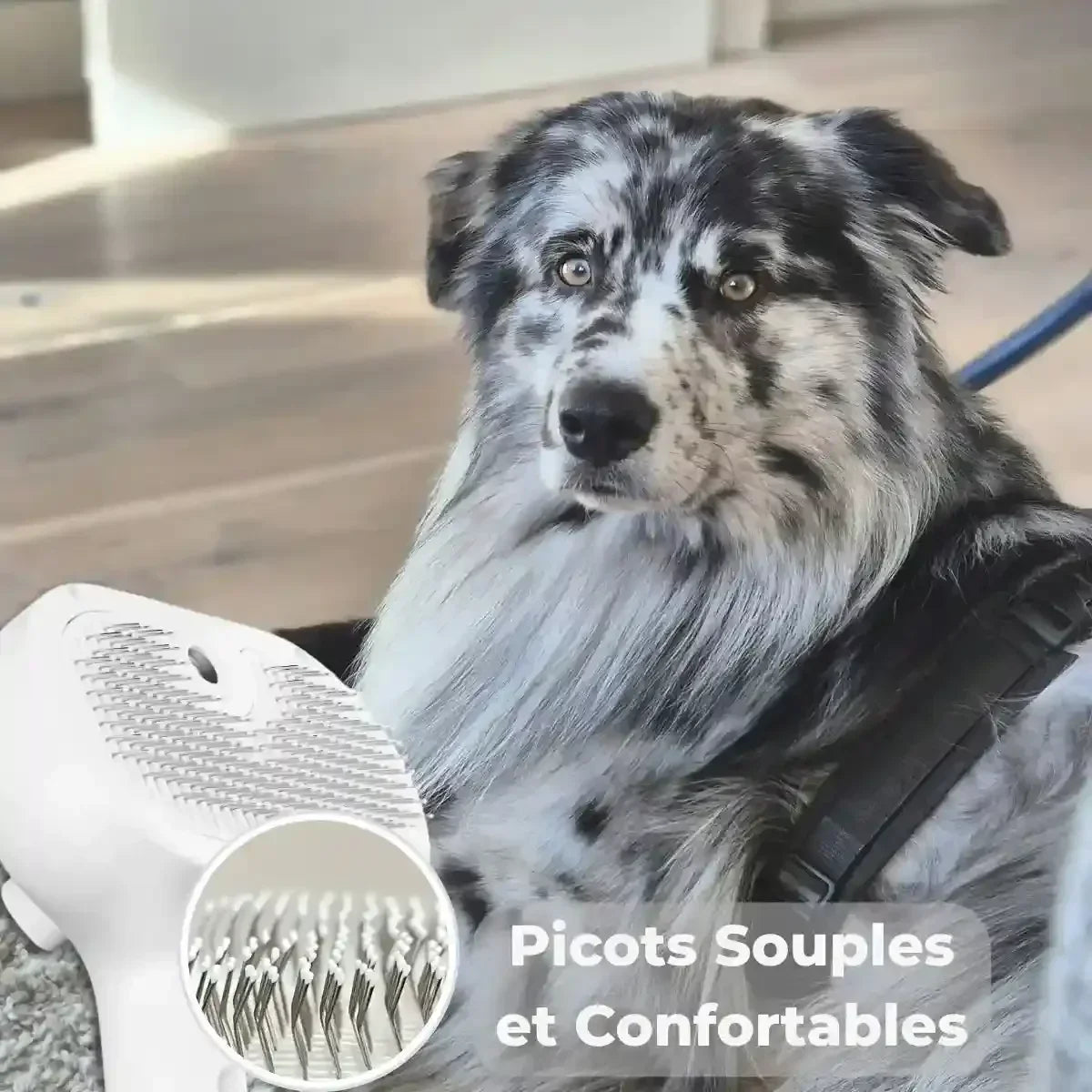 Brosse vapeur carde pour chien avec picots souples