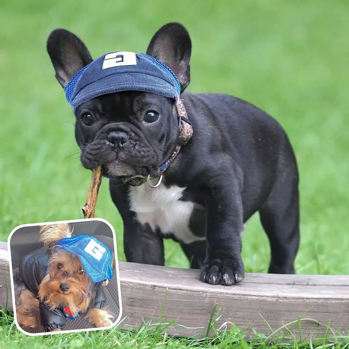 Casquette pour chien bleue taille S
