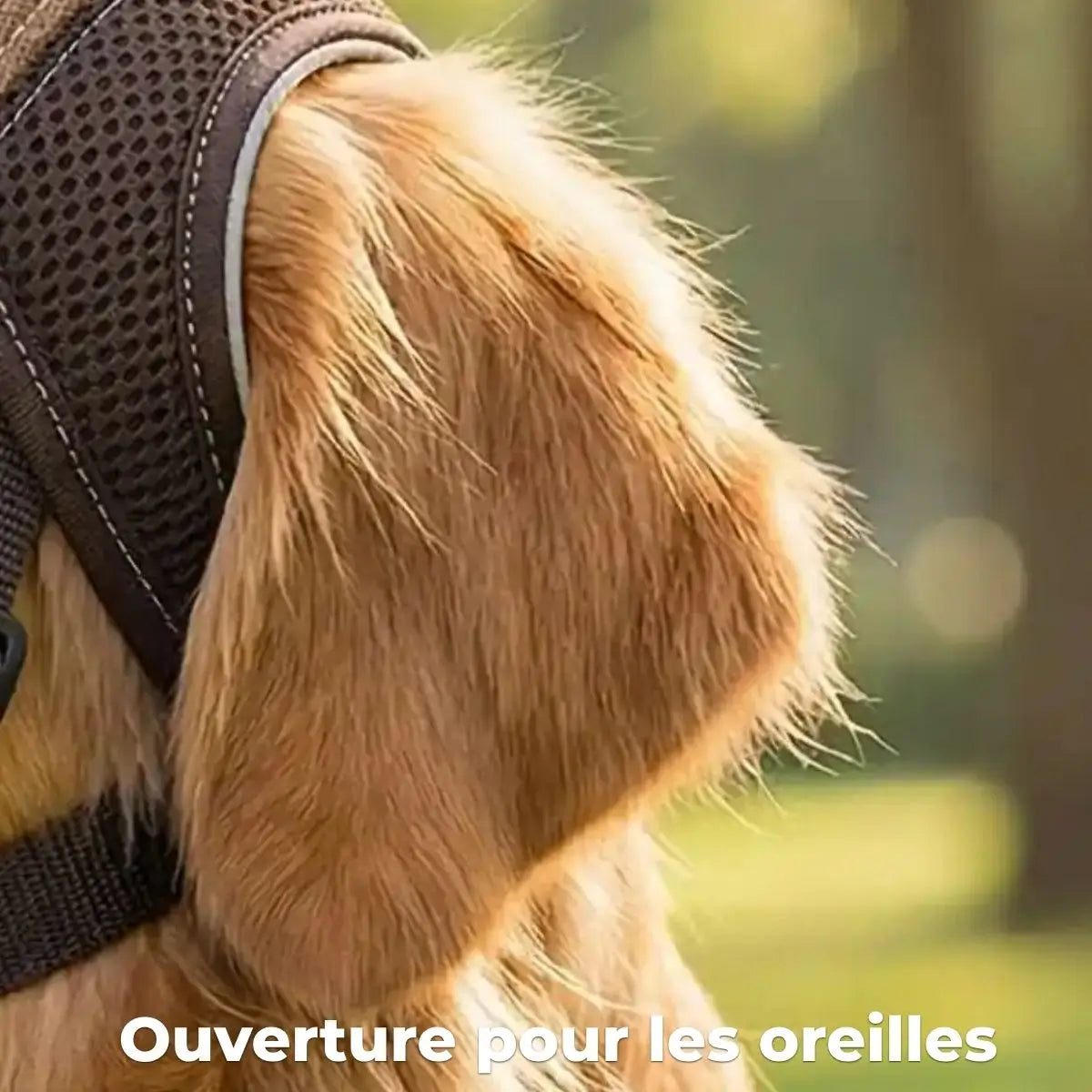 Casquette pour chien avec ouverture pour les oreilles