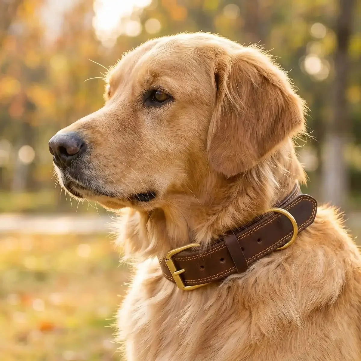 collier chien cuir sur golden retriever