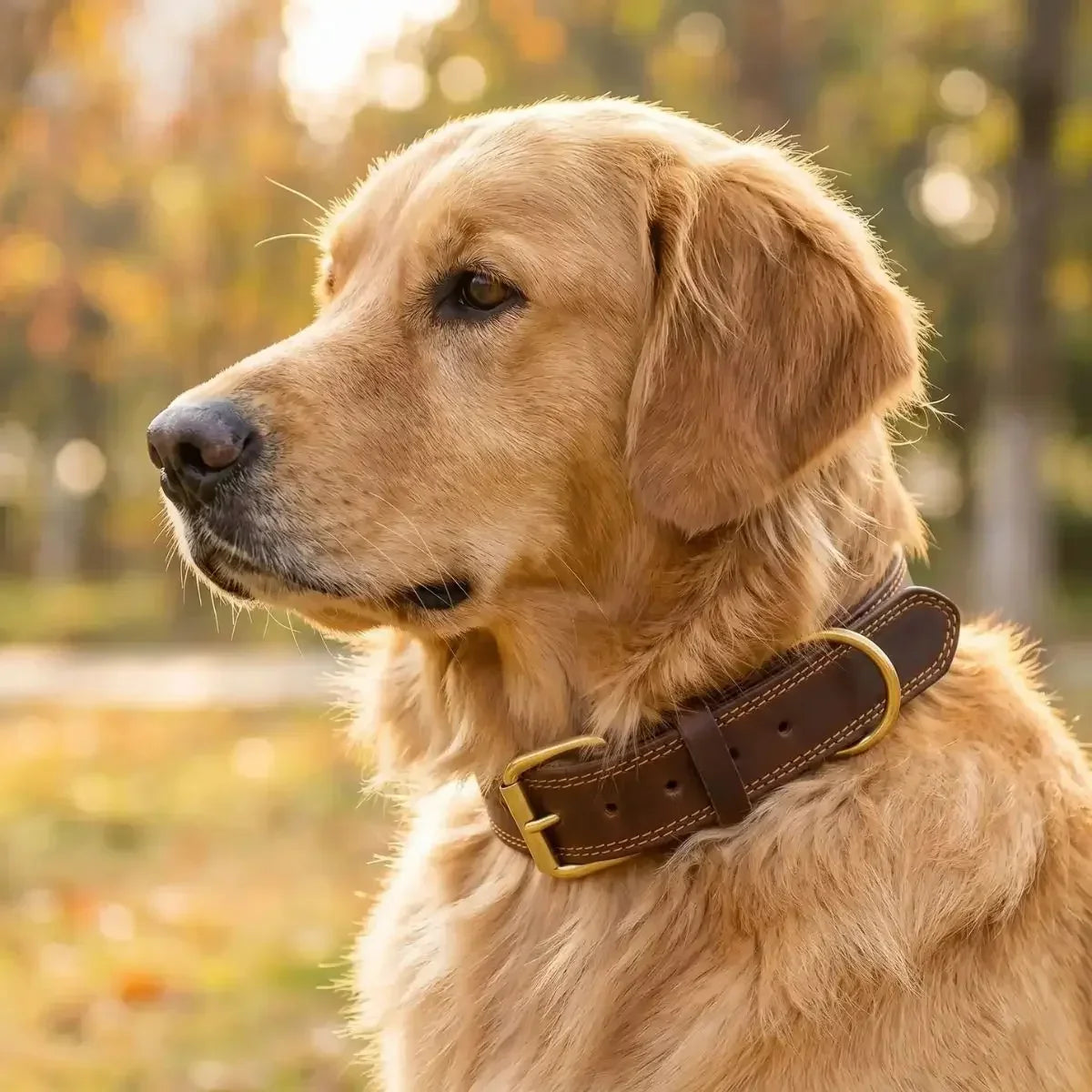 collier chien cuir sur golden retriever