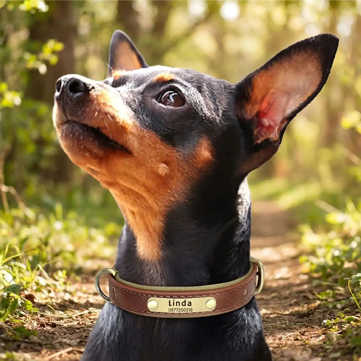 Collier pour chien personnalisé Aélyo™ coloris marron porté par un petit chien.