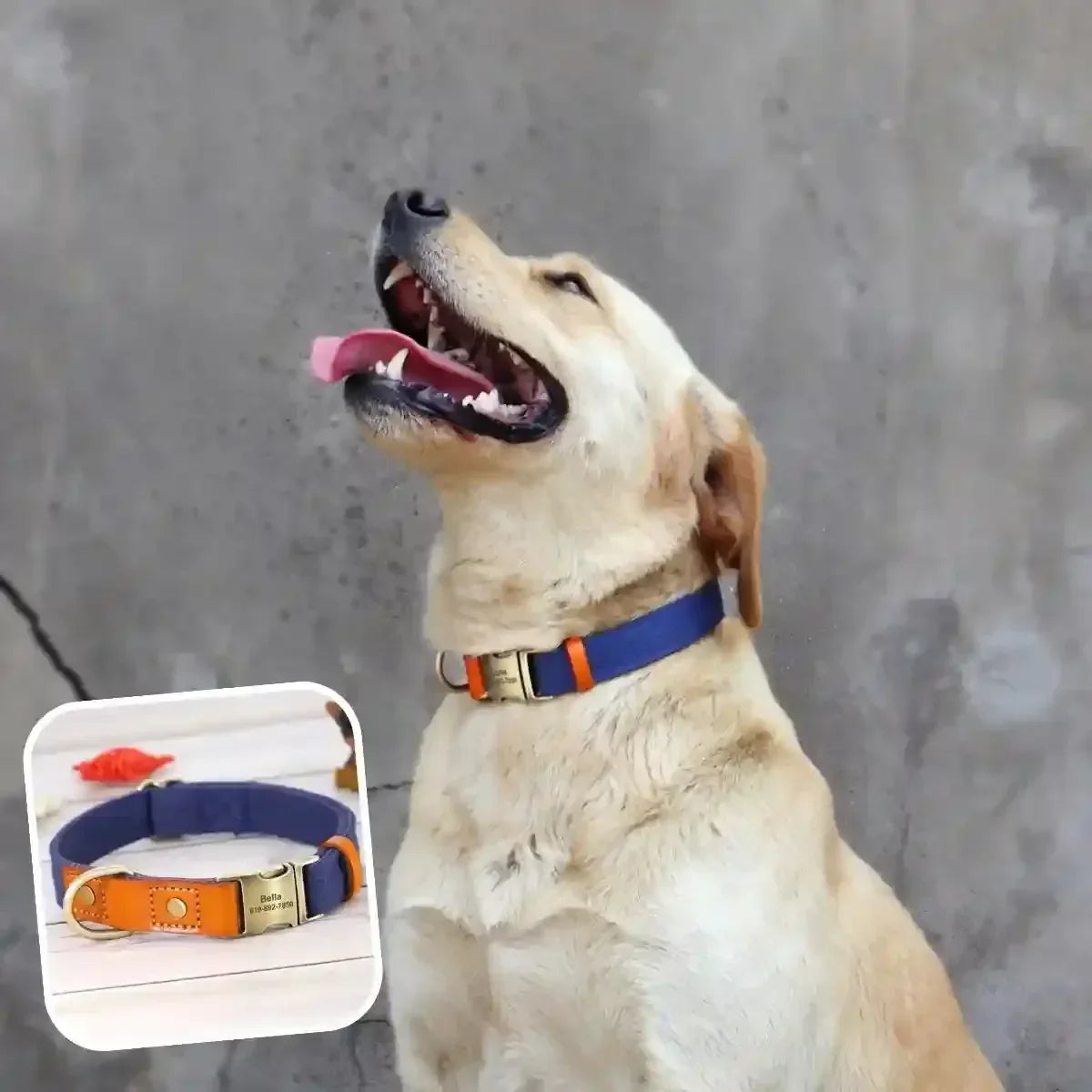 collier chien personnalisé ajustable