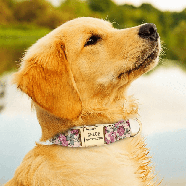 Collier chien personnalisé beige