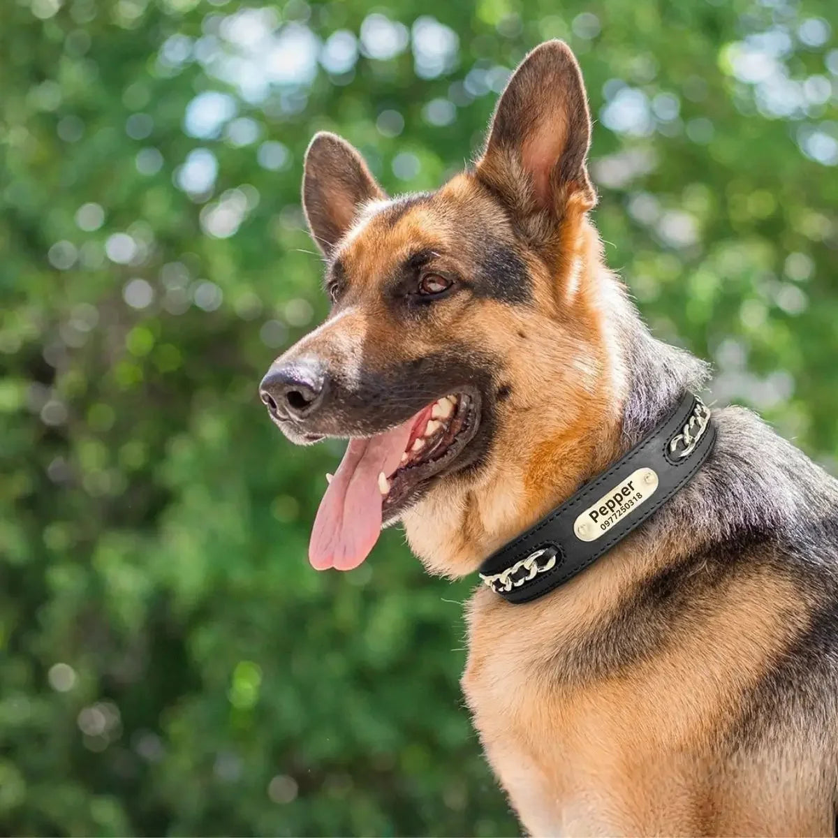 Berger allemand portant un collier pour chien personnalisé en cuir véritable noir OrGo™