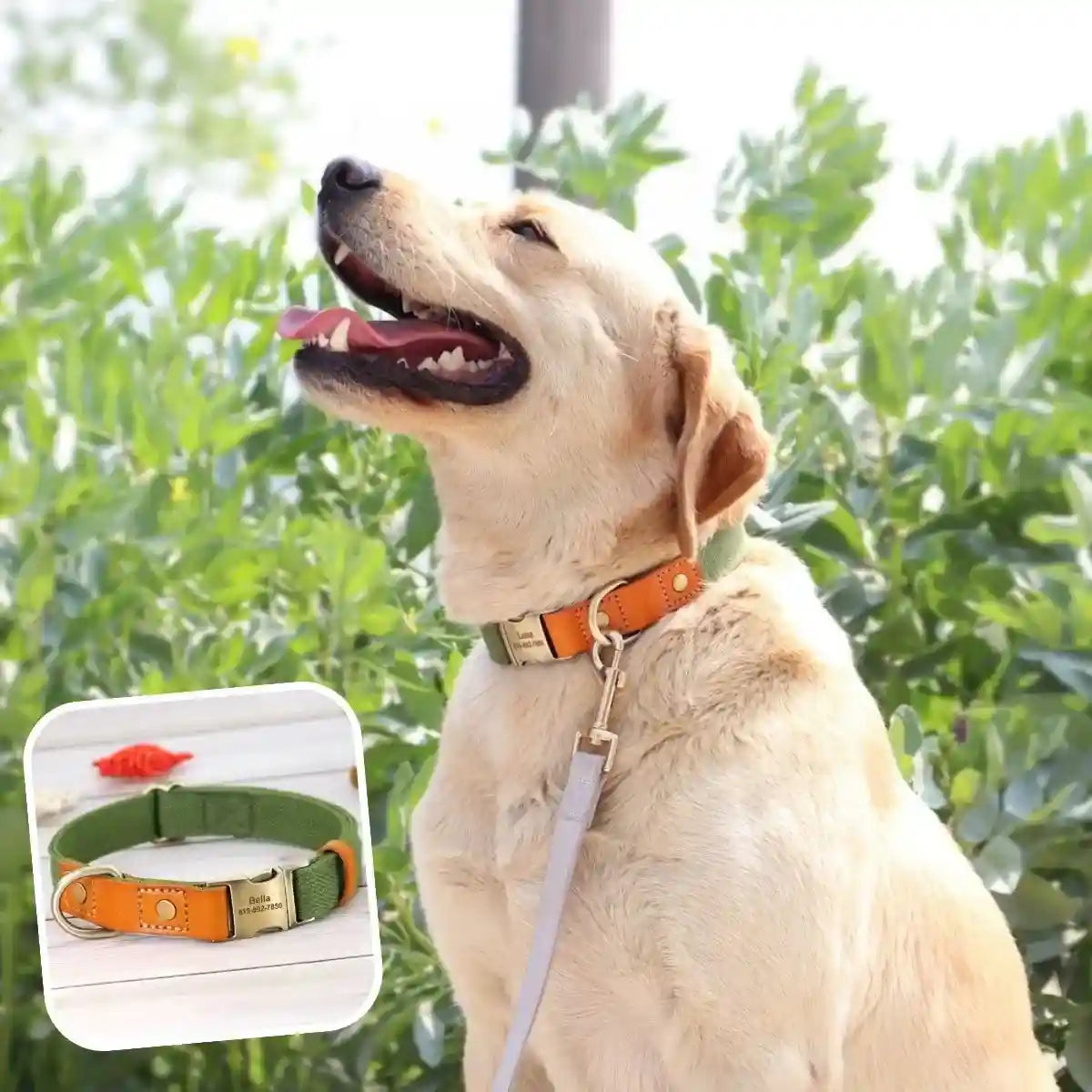 collier chien personnalisé avec cuir
