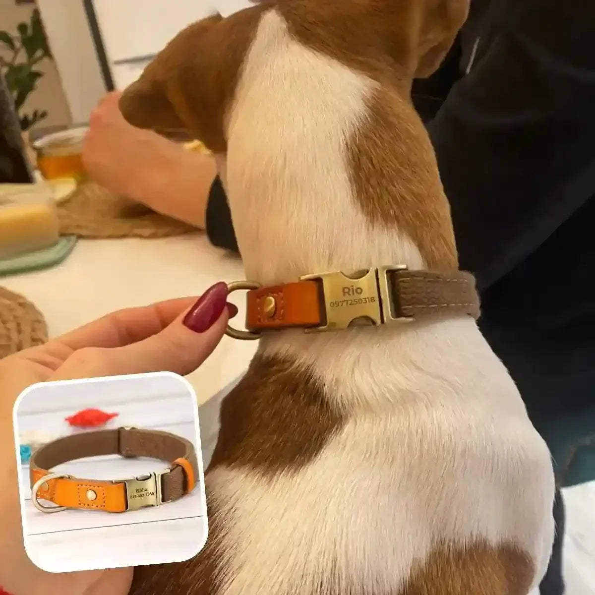 collier chien personnalisé avec gravure prénom et téléphone