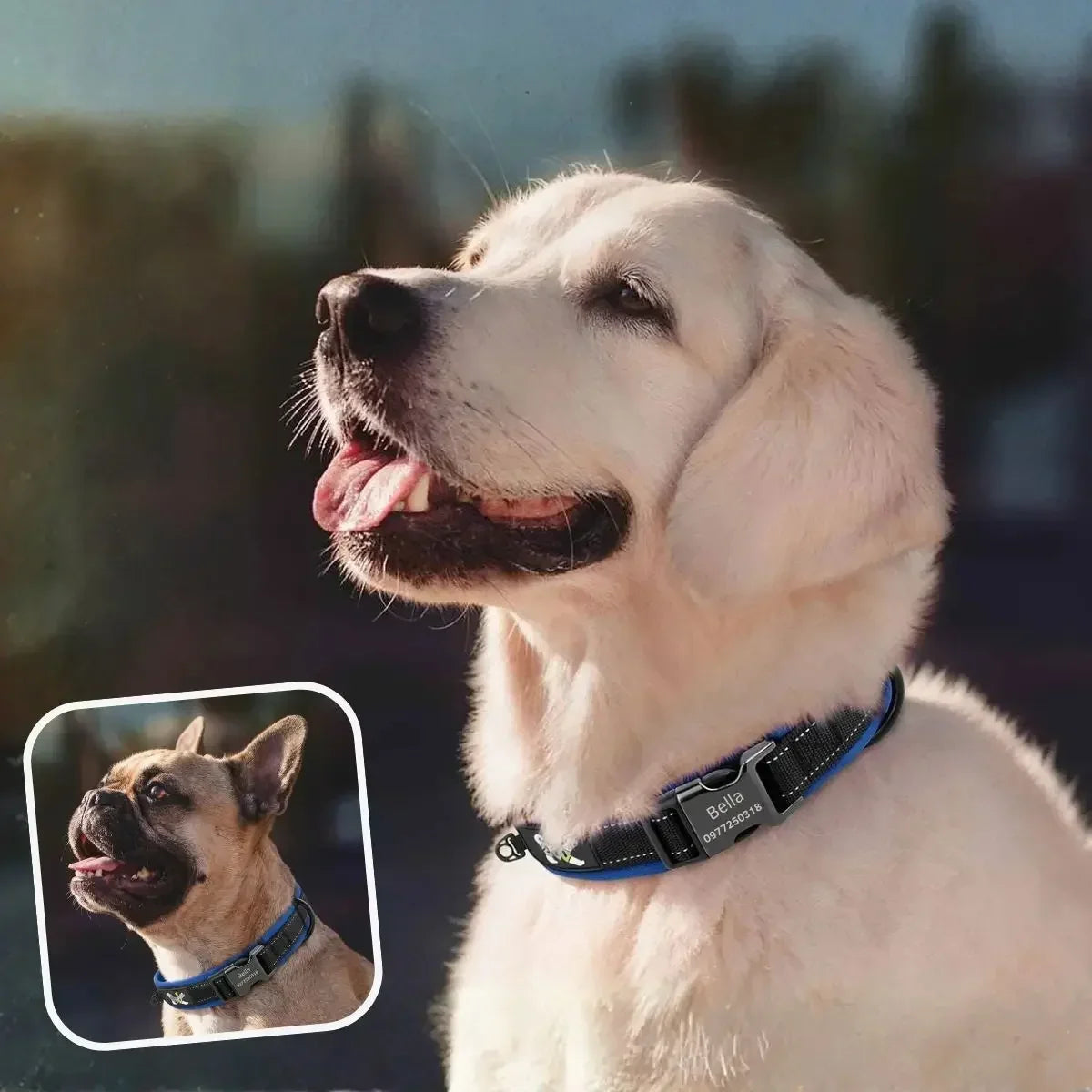 Collier chien personnalisé réfléchissant bleu Lumyna™ porté par un golden retriever et un bouledogue français