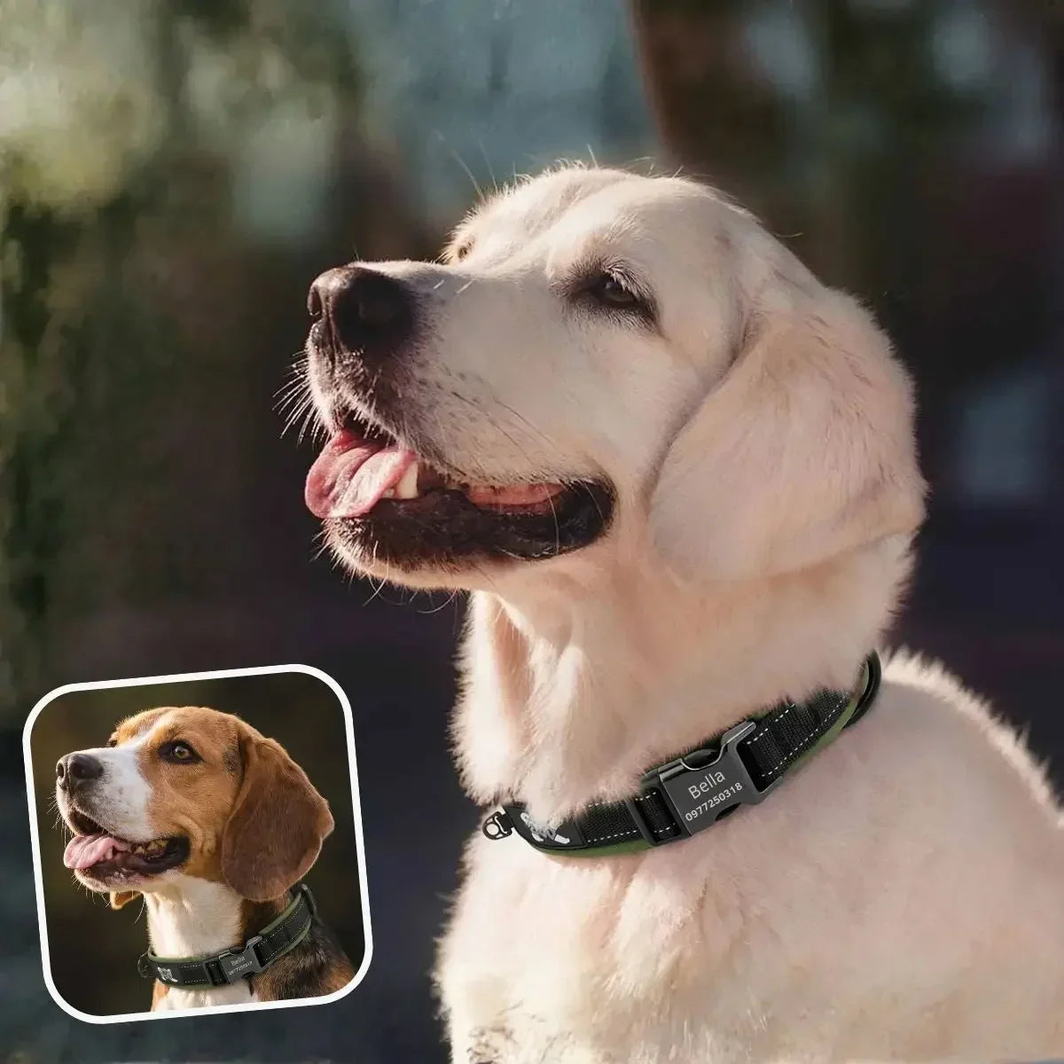 Collier chien personnalisé réfléchissant kaki Lumyna™ porté par un golden retriever et un beagle