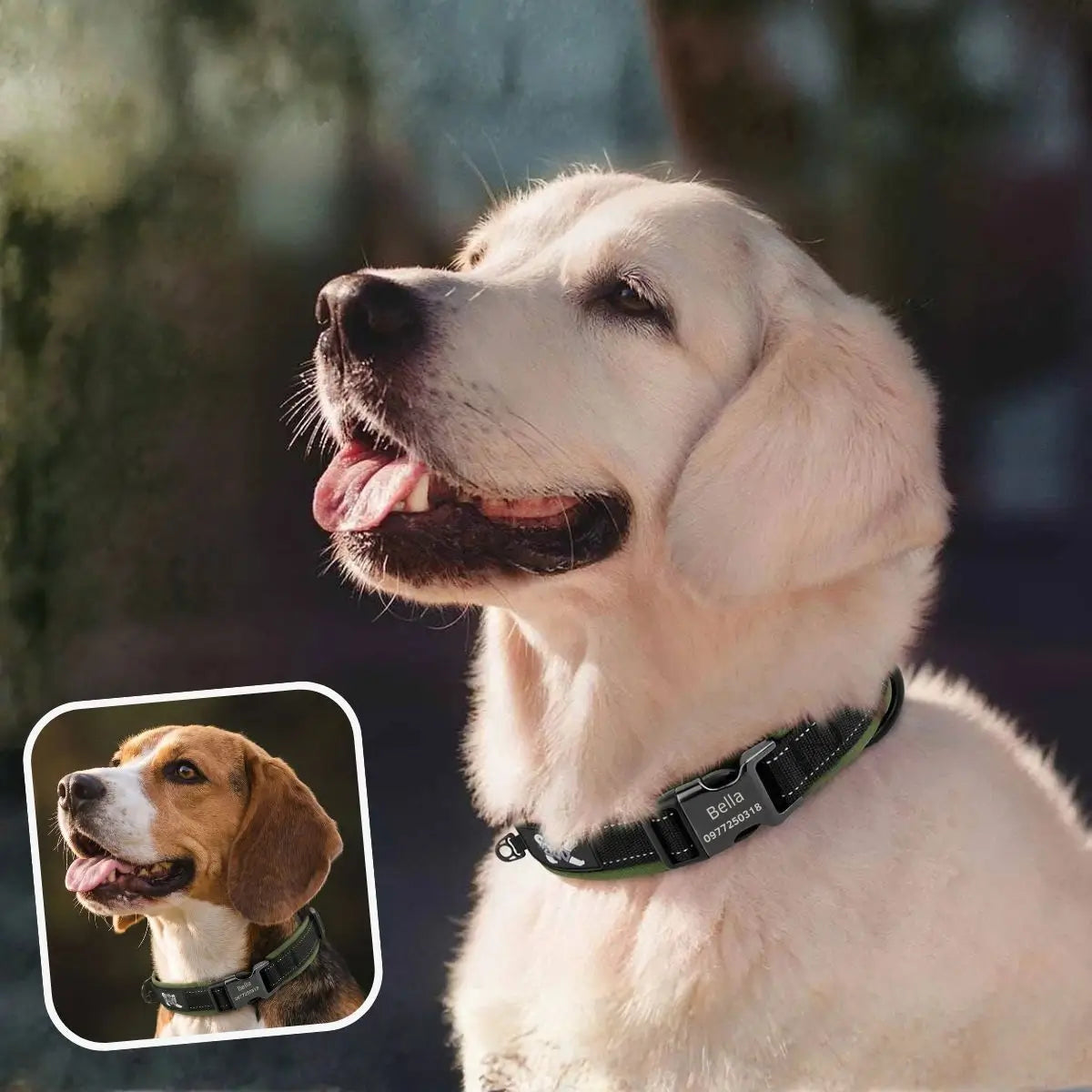 Collier chien personnalisé réfléchissant kaki Lumyna™ porté par un golden retriever et un beagle
