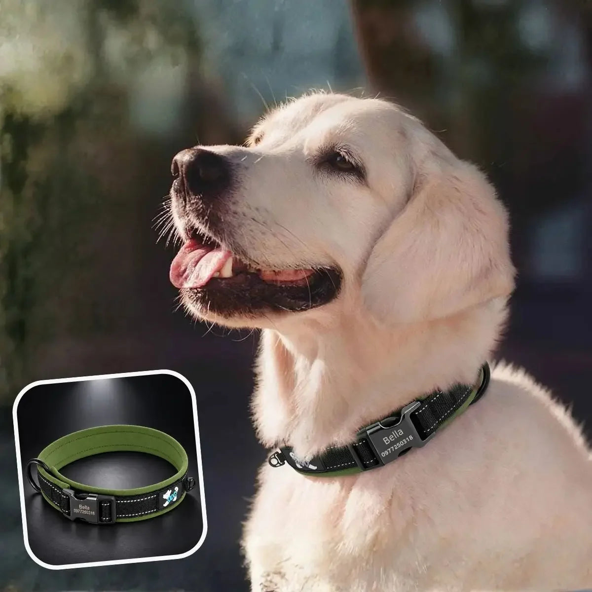 Collier chien personnalisé réfléchissant kaki Lumyna™ porté par un chien au pelage mi-long