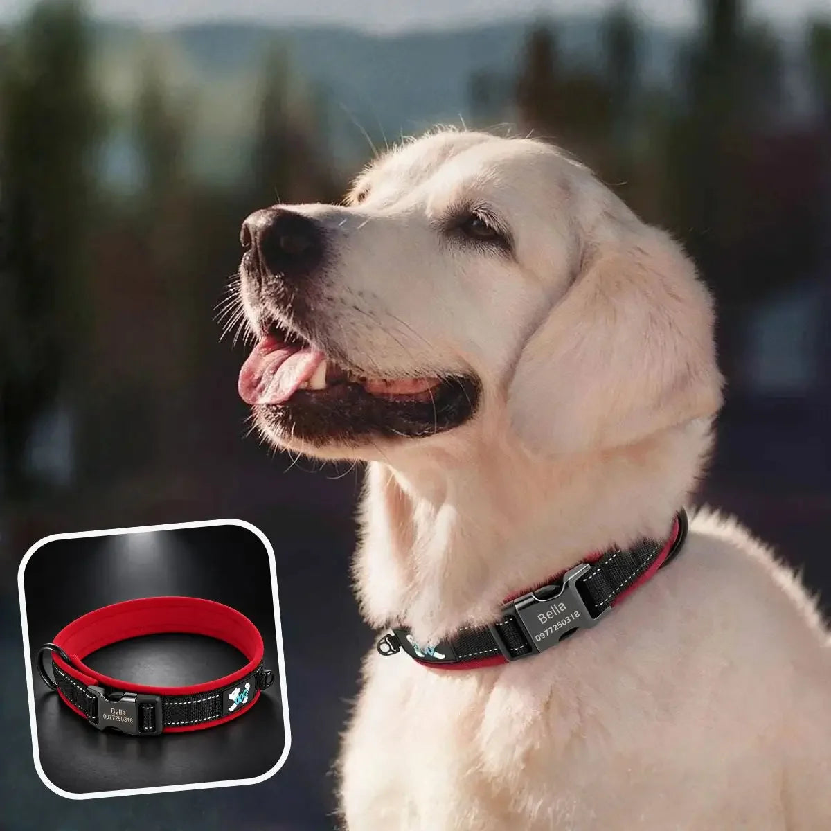 Collier chien personnalisé réfléchissant rouge Lumyna™ porté par un chien de grand gabarit