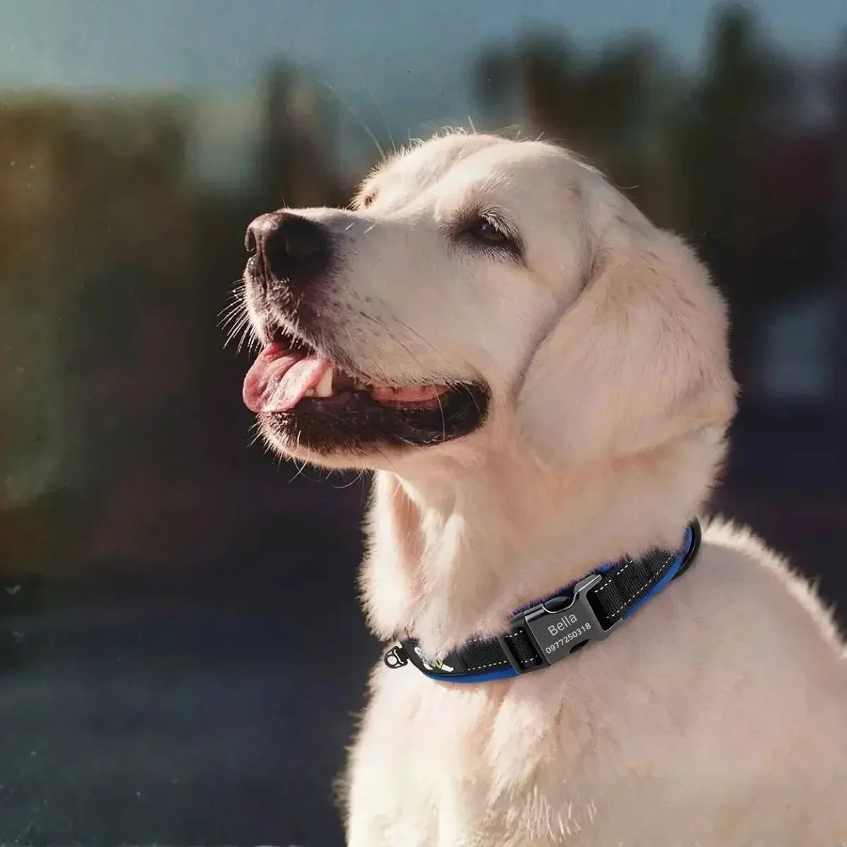 Collier chien personnalisé réfléchissant Lumyna™ porté par un golden retriever