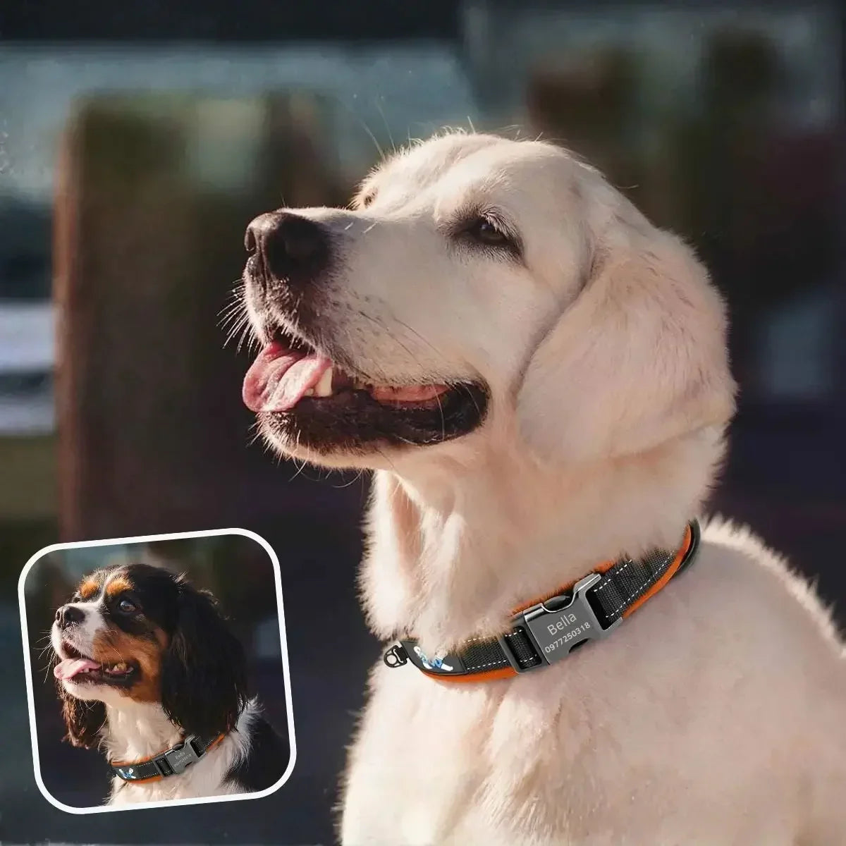 Collier chien personnalisé réfléchissant orange Lumyna™ porté par un golden retriever et un Cavalier King Charles