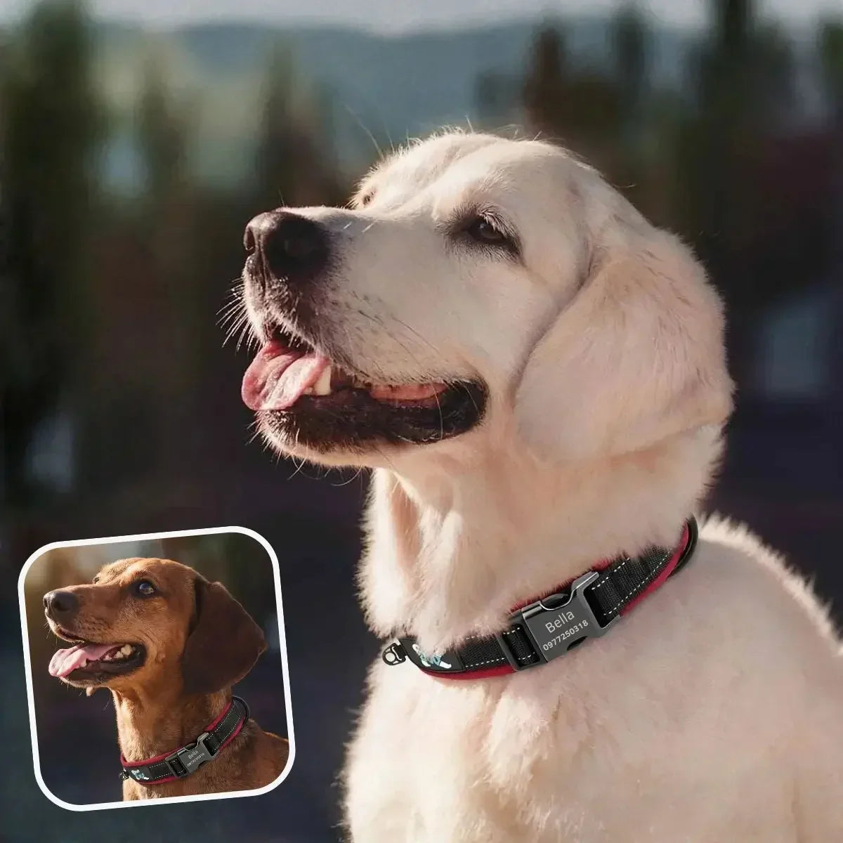 Collier chien personnalisé réfléchissant rouge Lumyna™ porté par un golden retriever et un teckel