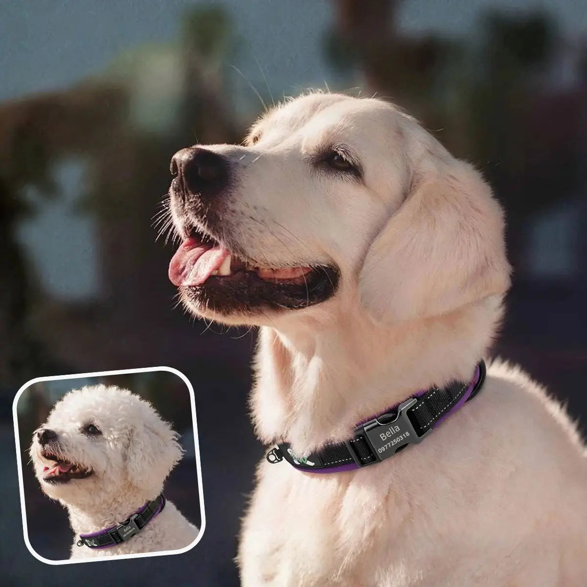 Collier chien personnalisé réfléchissant violet Lumyna™ porté par un golden retriever et un bichon frisé