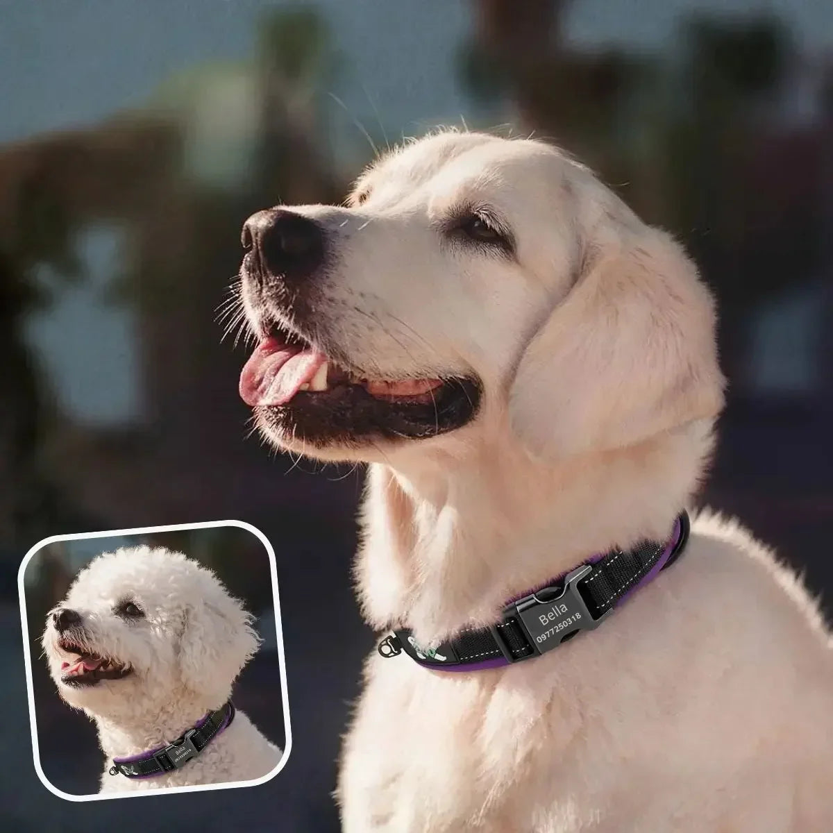 Collier chien personnalisé réfléchissant violet Lumyna™ porté par un golden retriever et un bichon frisé
