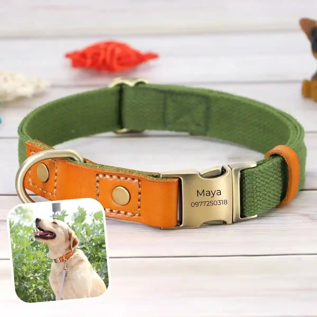 collier chien personnalisé vert