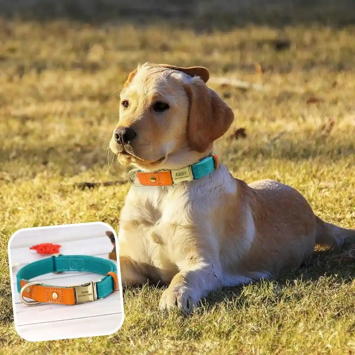 collier chien personnalisé