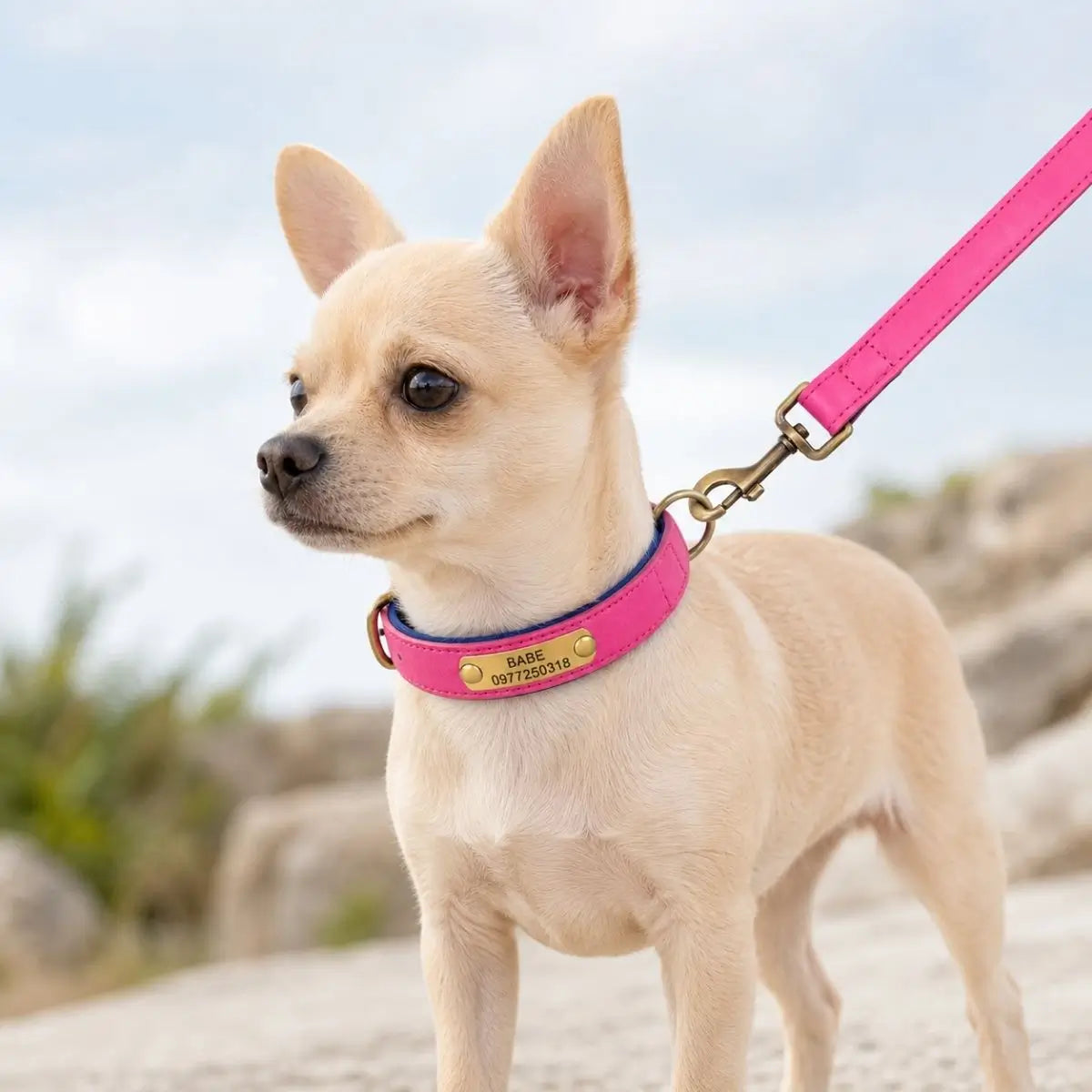 Chihuahua crème portant le duo TinyID avec collier chiot personnalisé fuchsia et laisse assortie