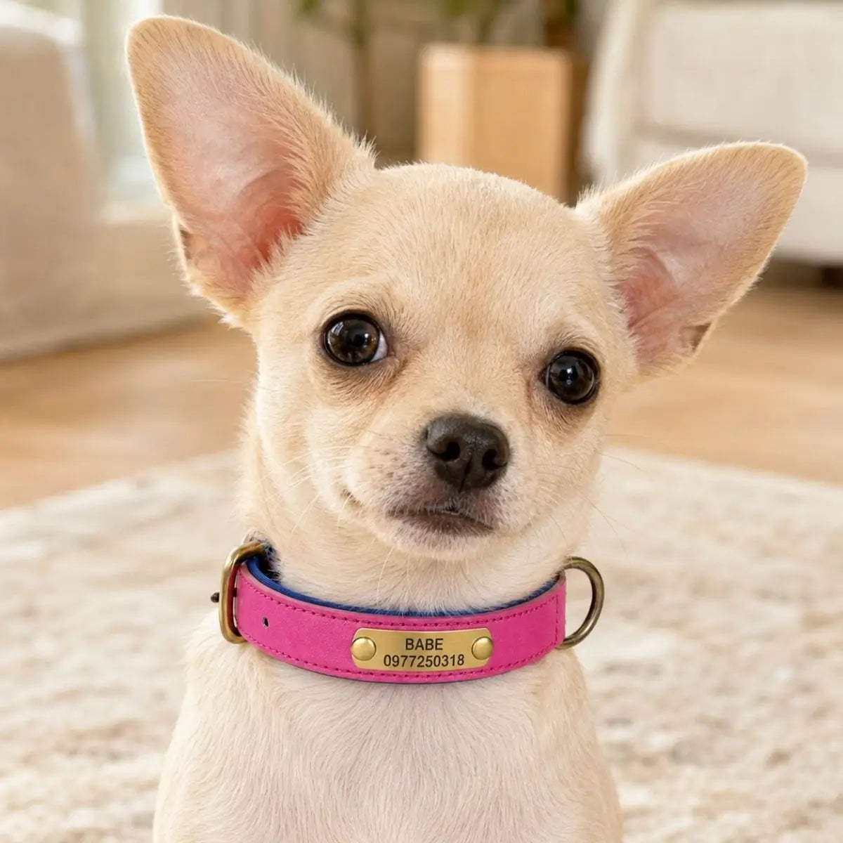 Collier chiot personnalisé fuchsia TinyID porté par un chihuahua crème