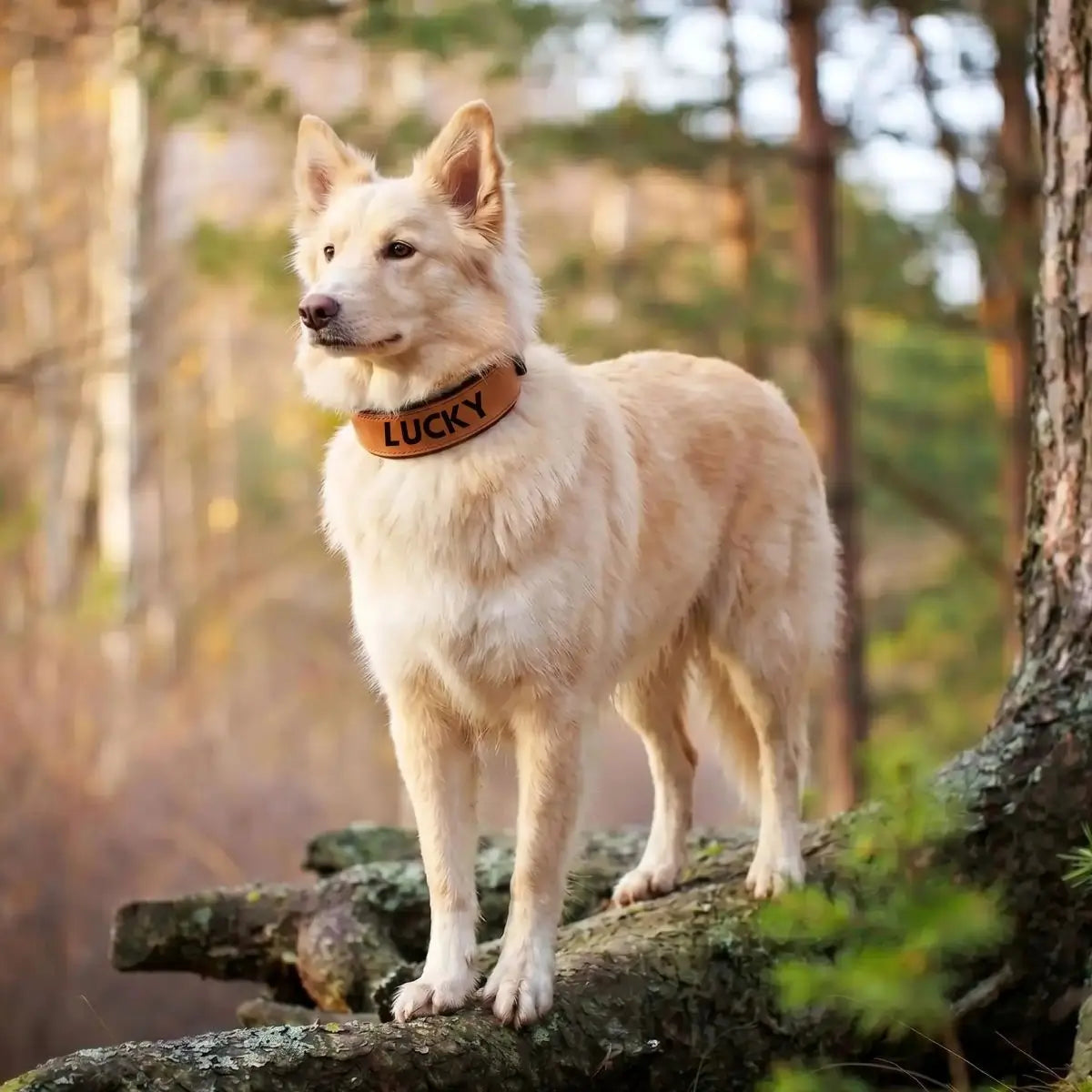 Collier large pour chien personnalisé Signa™ marron avec prénom, porté par un Berger Blanc Suisse