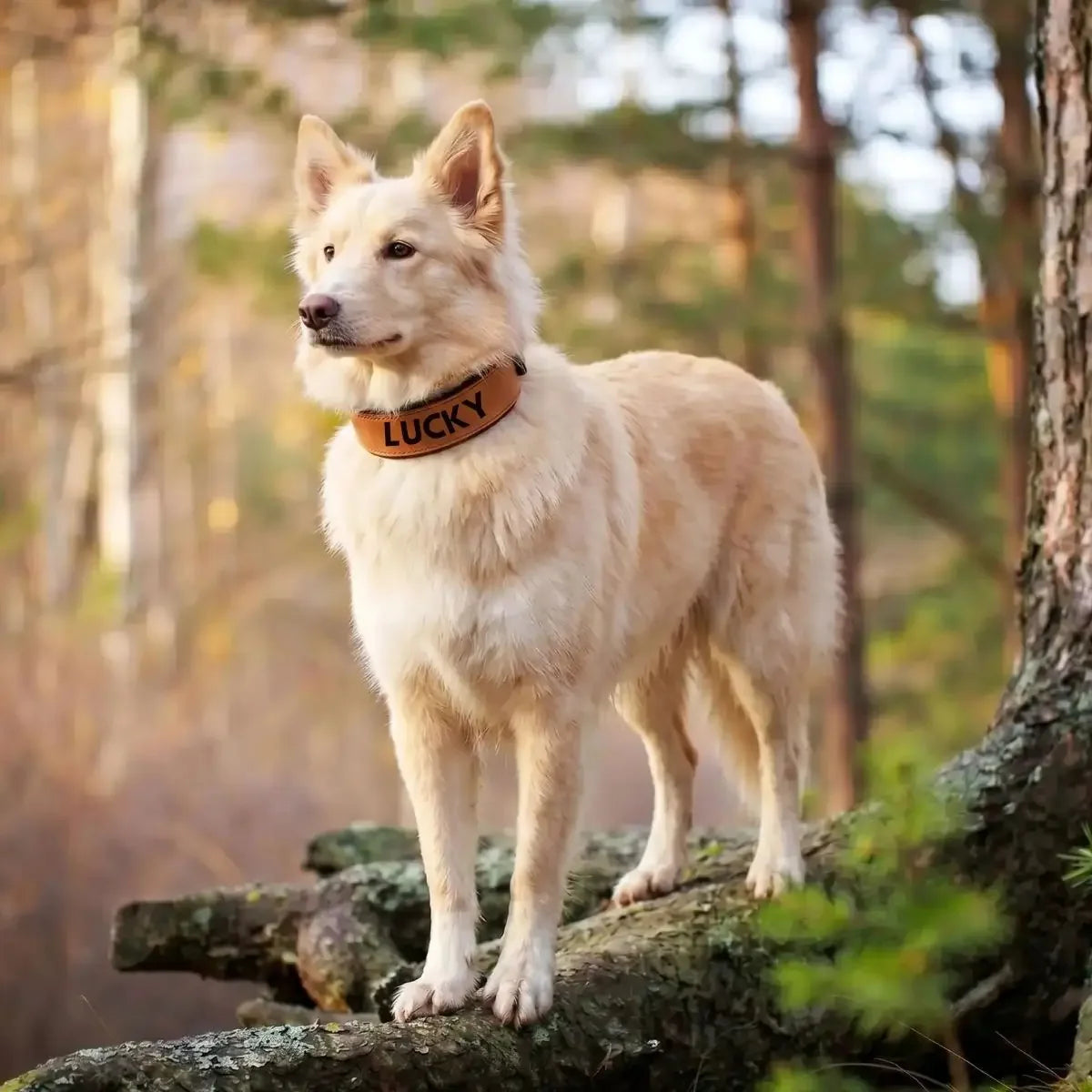 Collier large pour chien personnalisé Signa™ marron avec prénom, porté par un Berger Blanc Suisse