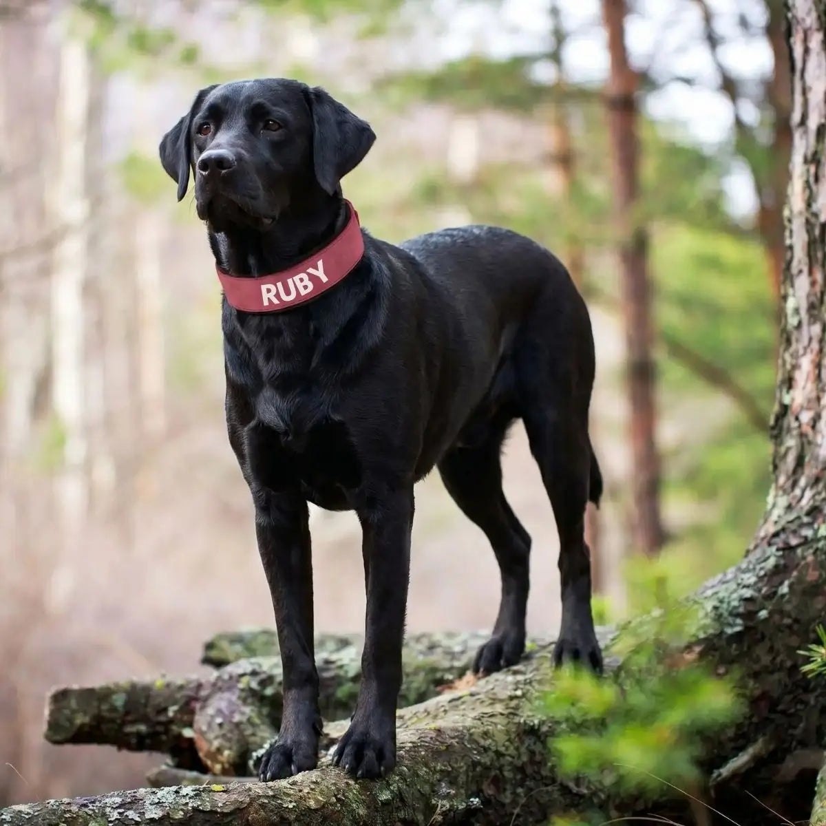 Collier large pour chien personnalisé Signa™ rouge framboise avec prénom, porté par un Labrador noir