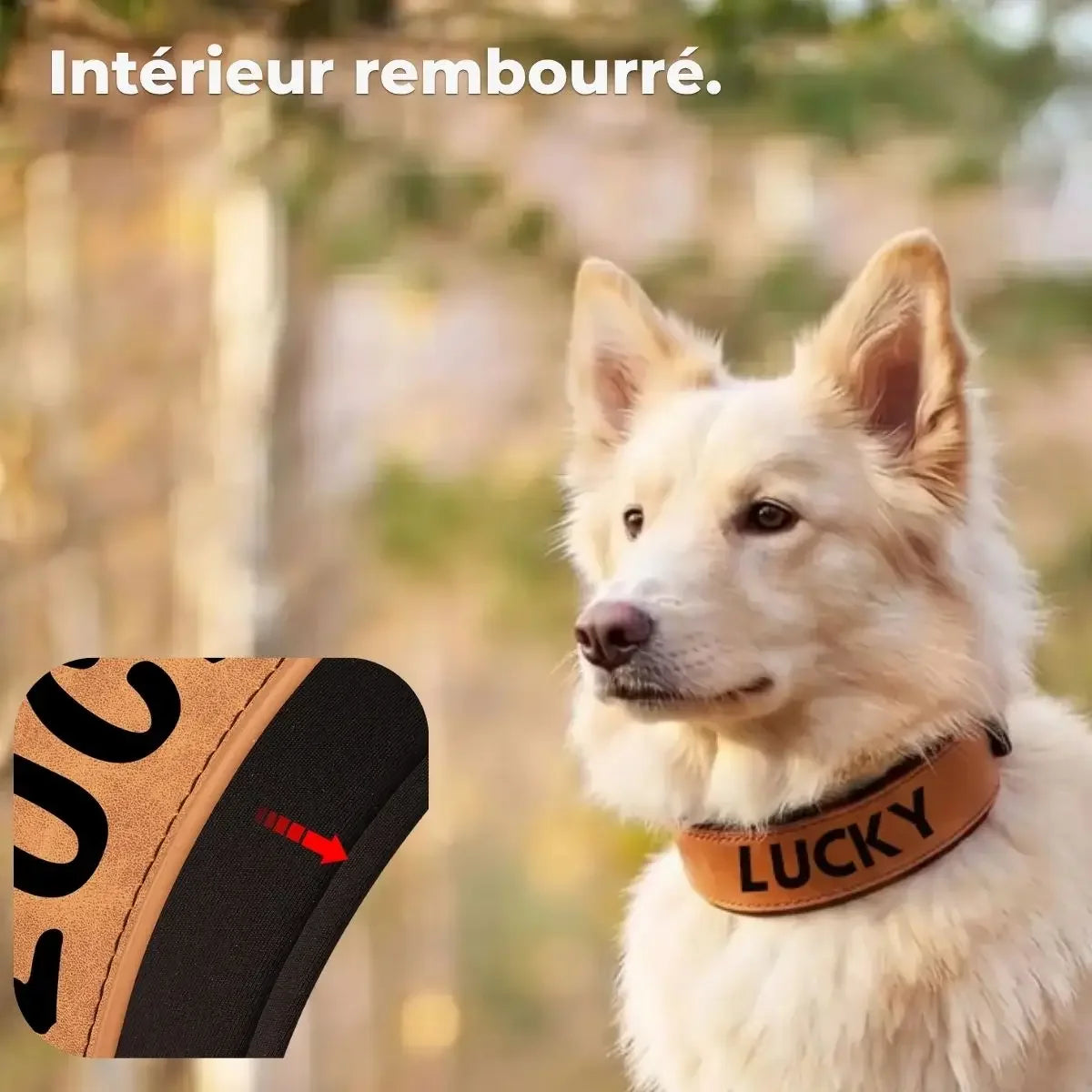 Intérieur rembourré du collier large pour chien personnalisé Signa™