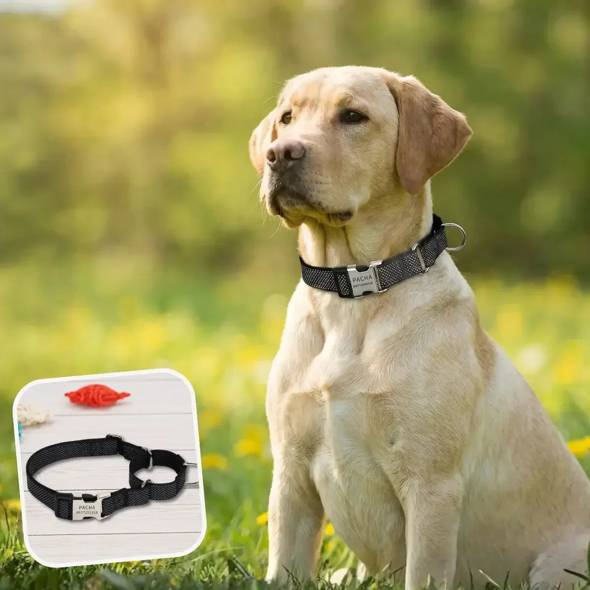 Collier martingale personnalisé noir Orion - Puppy Pacha