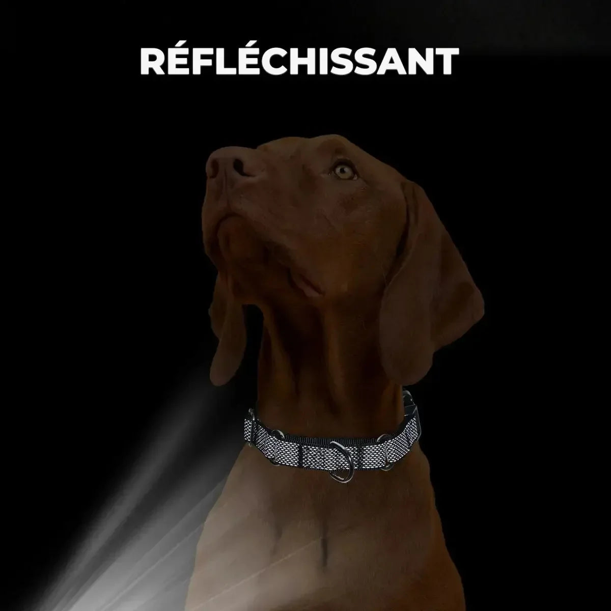 Collier martingale personnalisable et réfléchissant pour chien avec bandes visibles dans l’obscurité